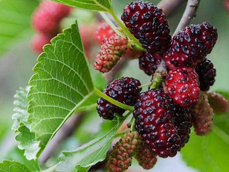 Шелковица купить саженцы из питомнике в Ангарске