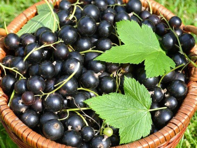 Смородина купить саженцы из питомника в Ангарске