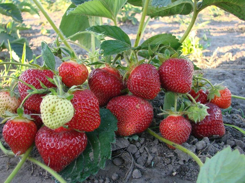 Клубника купить саженцы из питомника в Ангарске