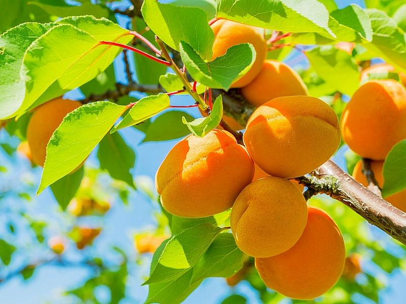 Абрикос купить саженцы из питомнике в Ангарске