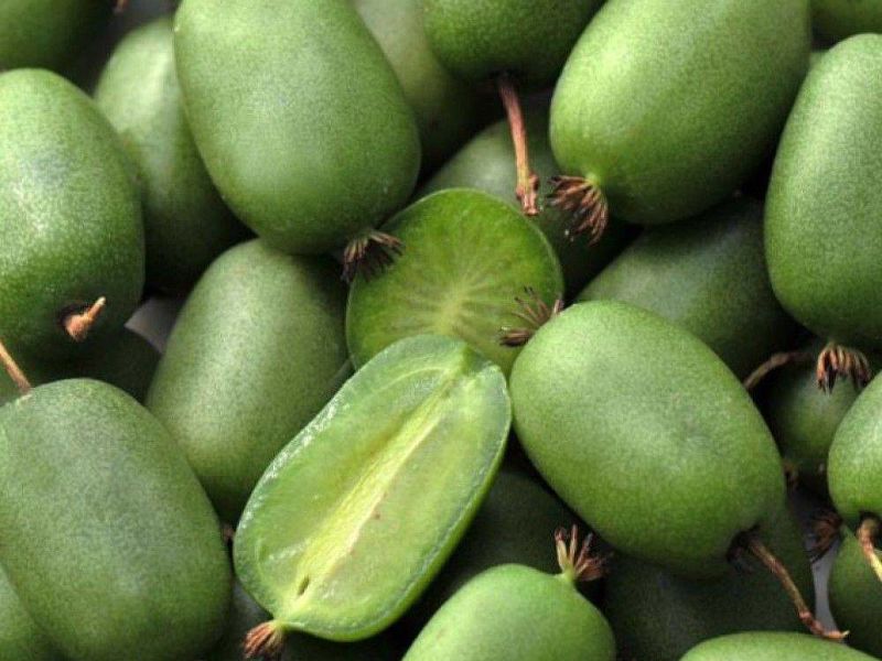 Актинидия купить саженцы из питомнике в Ангарске