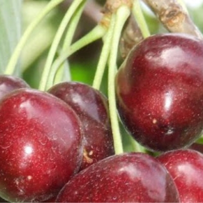Черешня "МИЧУРИНСКАЯ ПОЗДНЯЯ"
